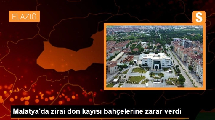 Malatya'da zirai don kayısı bahçelerine zarar verdi