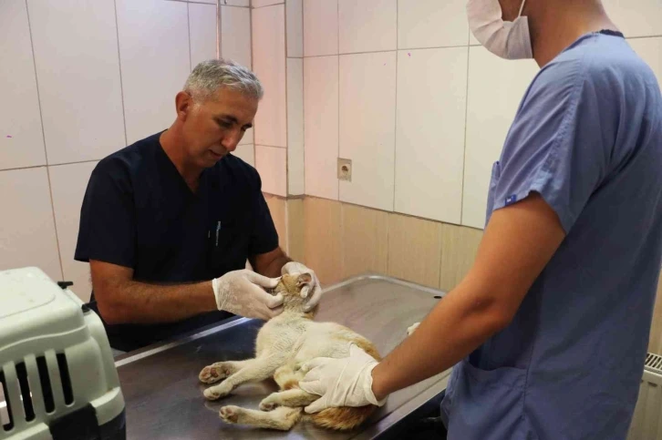 Maltepe’de altı ayda 8 bin 676 hayvan tedavi edildi
