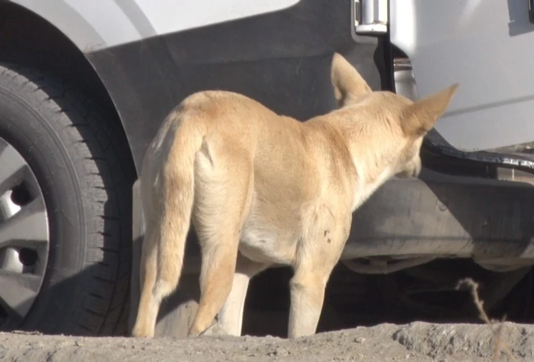 Mamak’ta köpek sürüsünün saldırdığı kadın canını zor kurtardı
