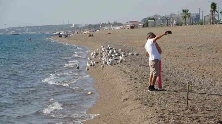 Manavgat sahilleri martı ve diğer deniz kuşlarıyla dolup taşmaya başladı
