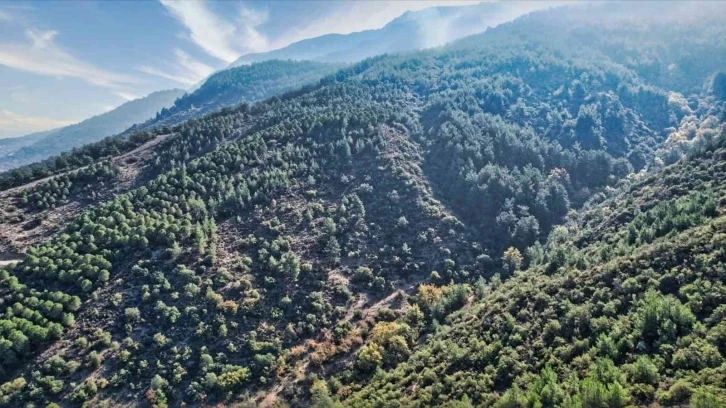 Manisa’da 19 yıl önce yanan orman yeniden yeşile kavuştu
