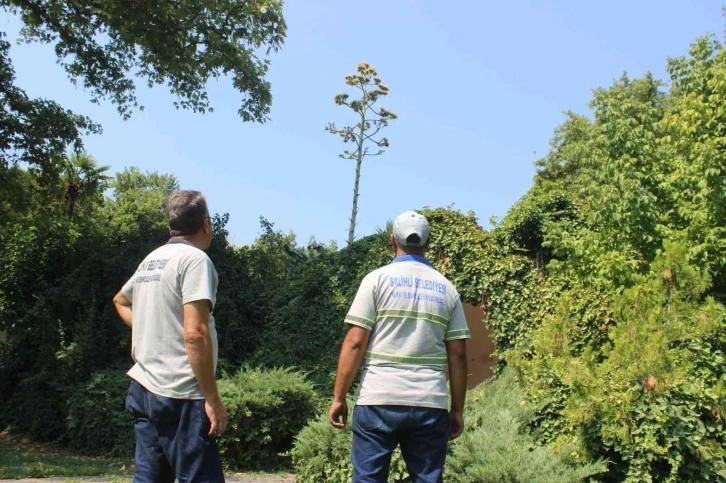 Manisa’da ’Agave’ şaşkınlığı
