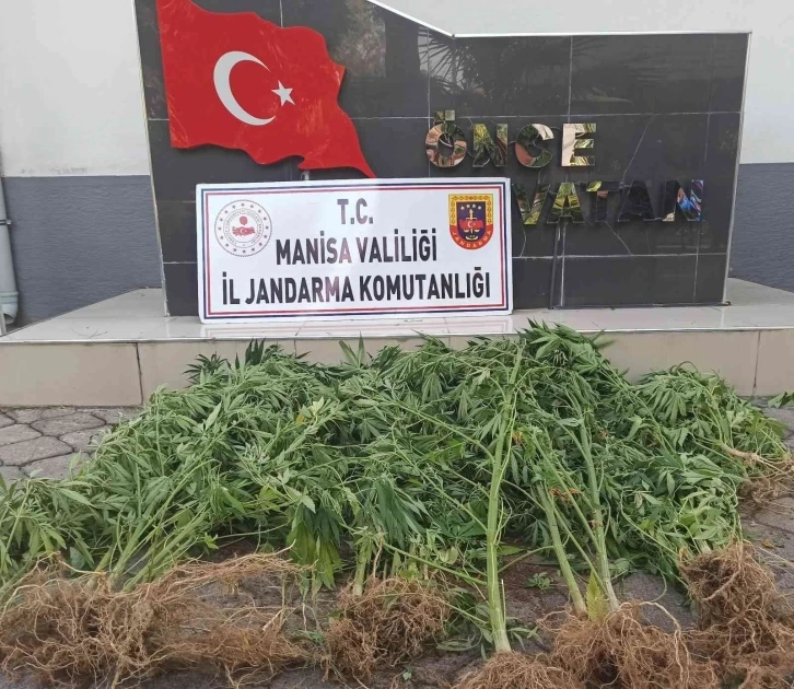 Manisa’da jandarmadan kenevir operasyonu
