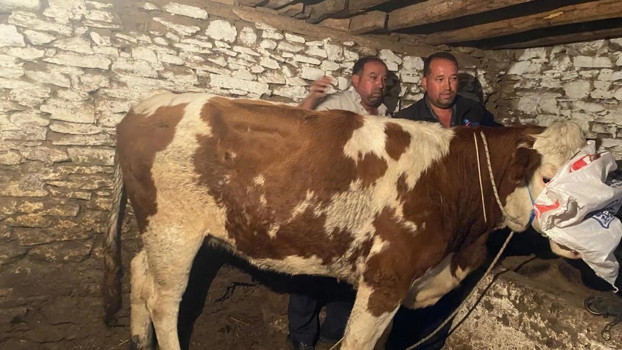 Manisa'da kaçan gebe inek, 42 gün sonra Denizli'de yakalandı