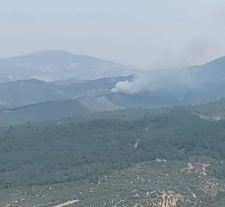 Manisa’da orman yangını
