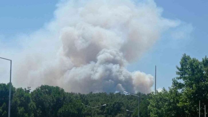 Manisa’da orman yangını
