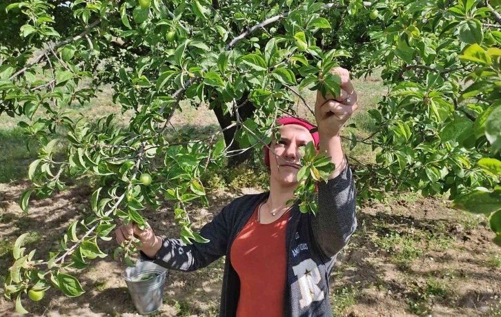 Manisa’da "Dumanlı Papaz Eriği" hasadı başladı
