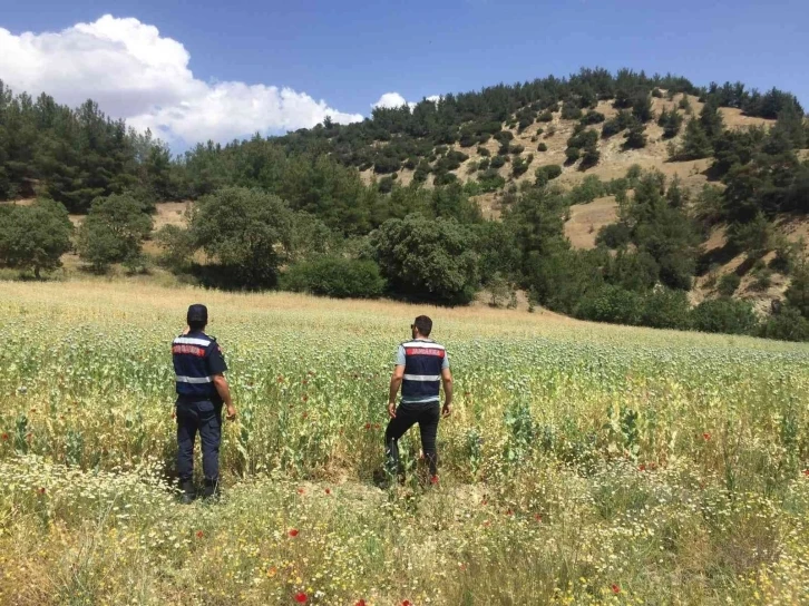 Manisa’da yasa dışı ekilen 280 bin kök haşhaş bitkisi ele geçirildi
