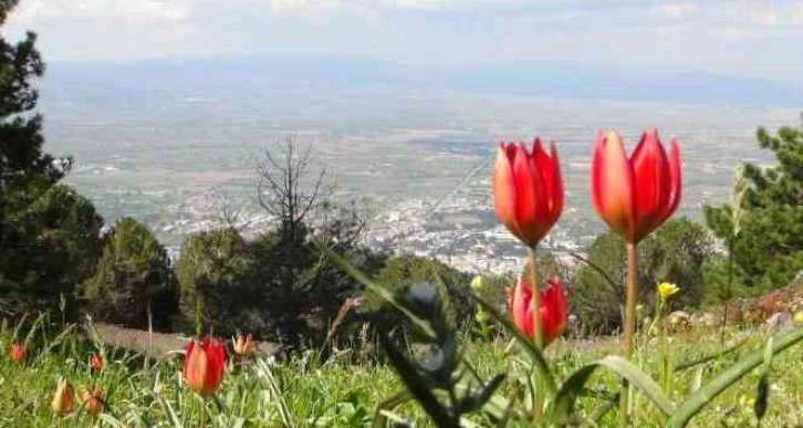 Manisa Lalesini koparmanın cezası 244 bin 315 lira