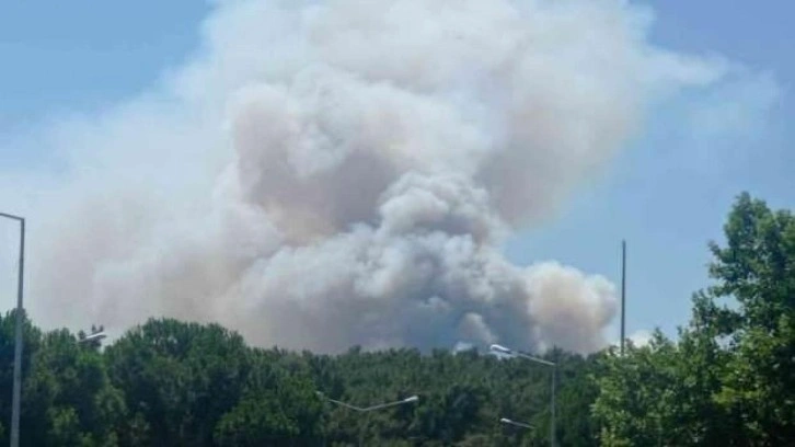 Manisa'da orman yangını çıktı