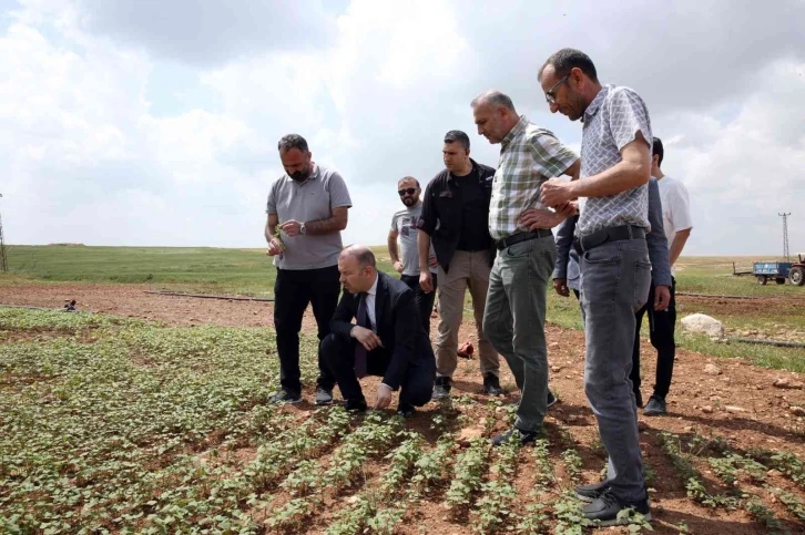 Mardin Büyükşehir Belediyesi’nden çölyak hastalarına müjdeli haber
