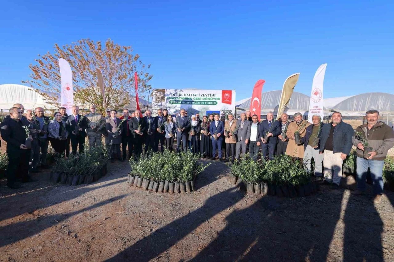 Mardin’de çiftçilere 19 bin 480 zeytin fidanı dağıtıldı
