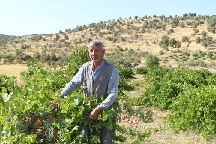 Mardin’de dördüncü kuşak üzüm yetiştiricisi yüksek rekolte bekliyor
