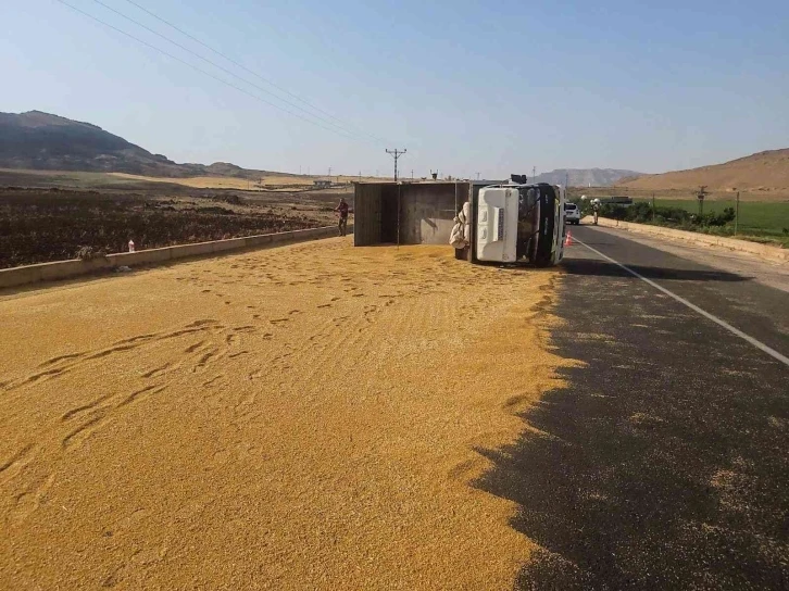 Mardin’de kamyon devrildi, tonlarca buğday yola döküldü
