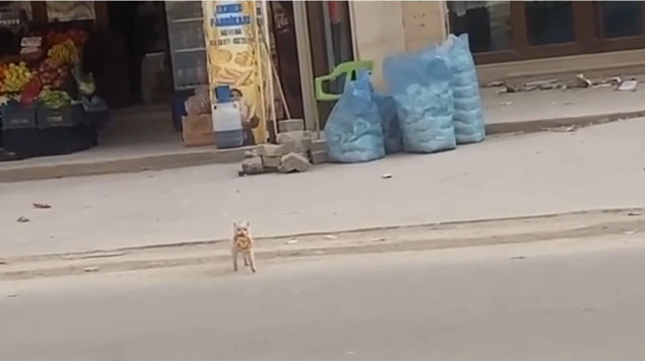 Mardin’de kedi market önündeki simidi çaldı