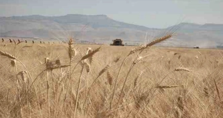 Mardin’de buğday tarlalarında hasat mesaisi başladı