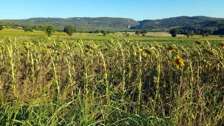 Marmara’da tırtıl istilası
