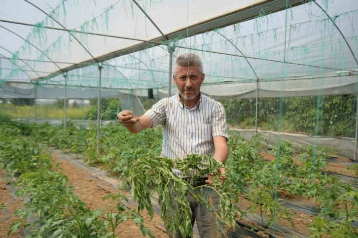 Marmara’nın ’Küçük Antalya’sı tabir edilen bölgede üretilen domatesi, lekeli solgunluk virüsü vurdu
