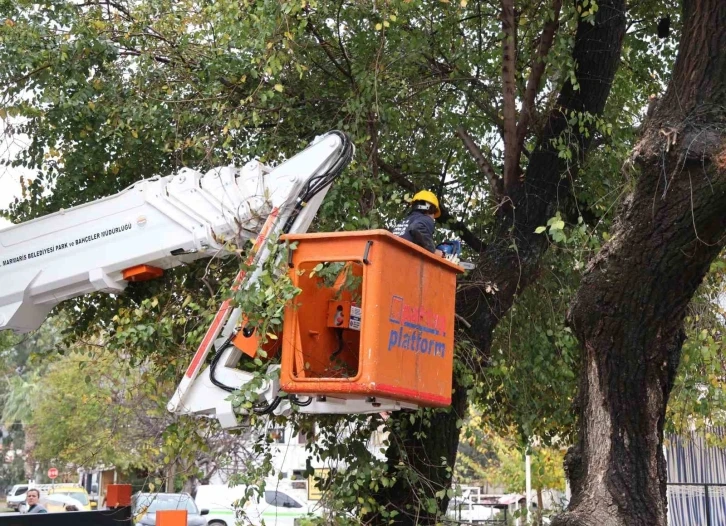 Marmaris’te bitkilere kış bakımı
