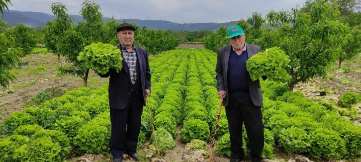 Marul tarlada 2 lira tezgahta 10 lira
