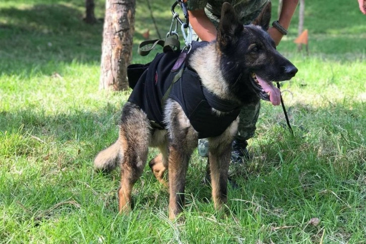 Meksika’dan Türkiye’ye gelen arama-kurtarma köpeği 'Proteo' hayatını kaybetti