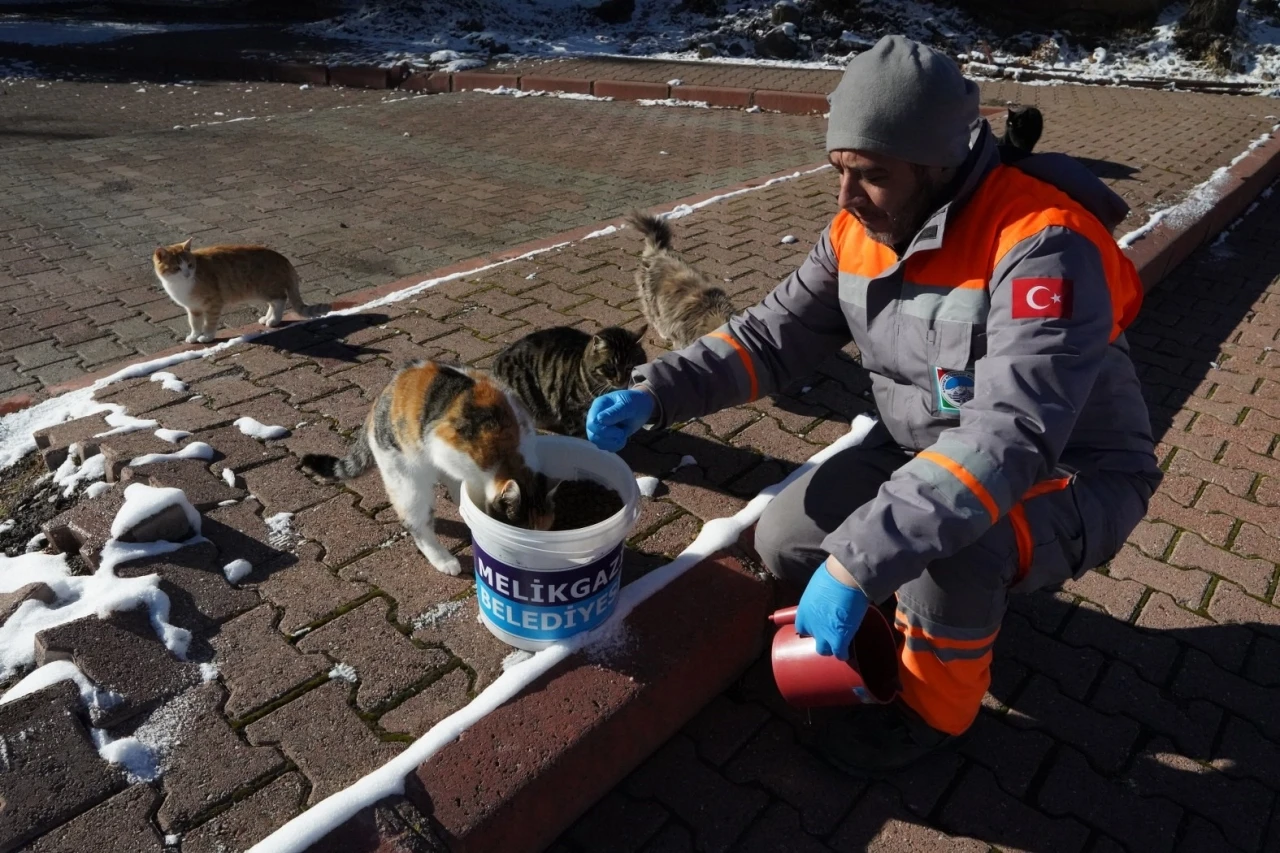 Melikgazi Belediyesi kar yağışı sonrası sokak hayvanlarını unutmadı
