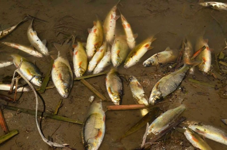 Menderes Nehri’ndeki balık ölümleri korkutuyor
