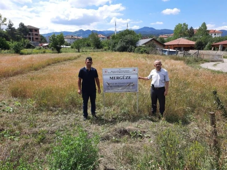 ’Mergüze’, ’atasiyez’ ve ’Kastamonu siyez buğdayı’ tüm Kastamonu’da yaygınlaştırılacak
