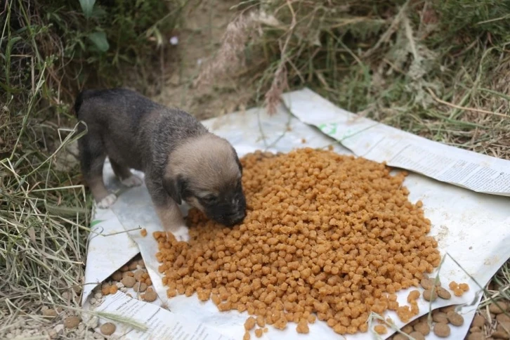 Merkezefendi’de Pet Kafe ve Mama Üretim Tesisi faaliyetleri sürdürüyor
