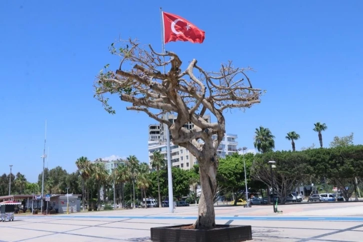 Mersin Büyükşehir Belediyesi’nden ’ağaç’ açıklaması
