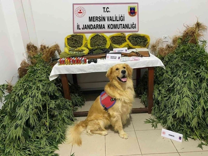 Mersin’de evlerinin bahçesinde uyuşturucu yetiştiren 2 şüpheli yakalandı
