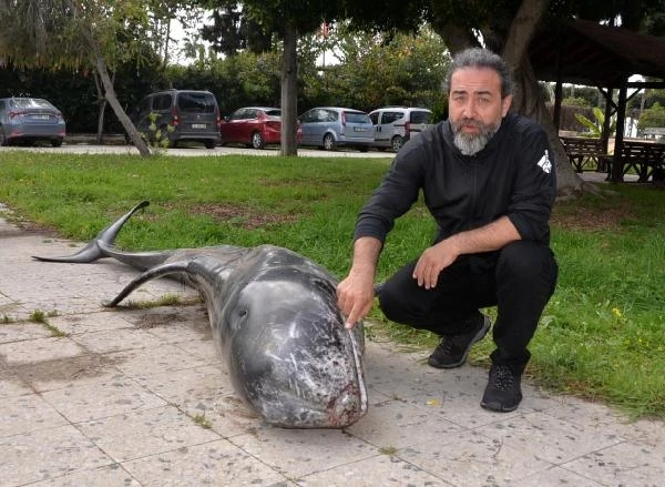 Mersin'de kıyıya ölü boz yunus vurdu 