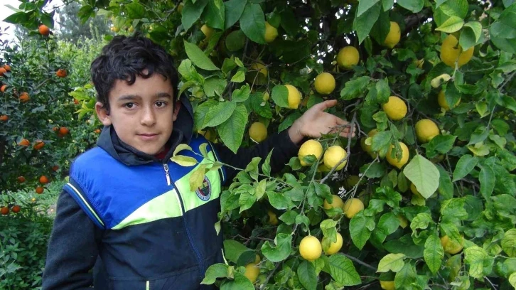 Mersin’de limon hasadı sürüyor
