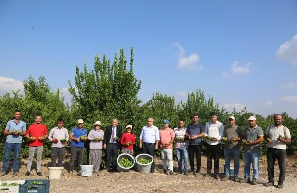 Mersin'de limon hasat başladı