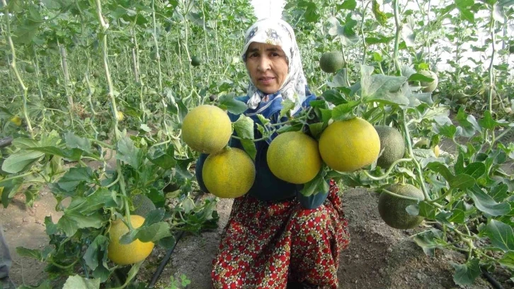 Mersin’de örtü altı kavun hasadı başladı
