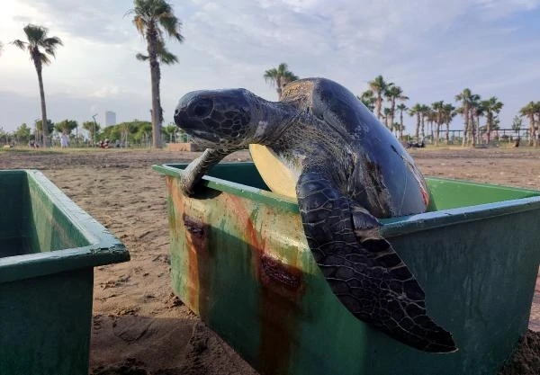 Mersin'de tedavi edilen 2 deniz kaplumbağası denize bırakıldı