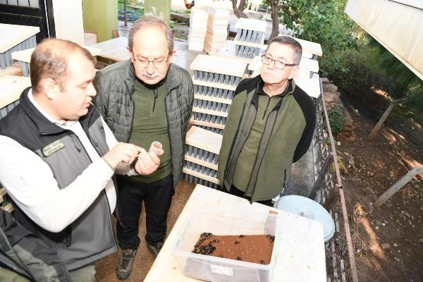 Mersin'de zararlılarla biyolojik mücadele