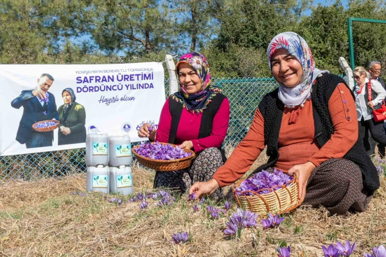 Mersin Yenişehir’de safran üretimi 4. yılına girdi
