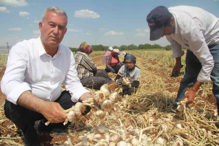 Meşhur araban sarımsağında hasat zamanı
