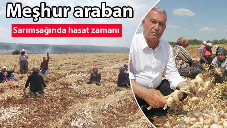 Meşhur araban sarımsağında hasat zamanı