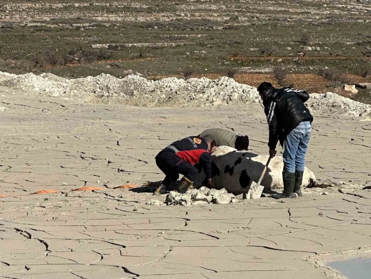 Midyat İtfaiyesi Ekipleri Çamura Saplanan 6 Aylık Gebe İneği Kurtardı