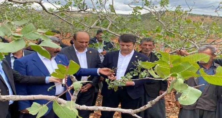 Milletvekili Tutdere: “Dolu afetinden dolayı ağaçlarda dal, ekinlerde başak kalmadı”