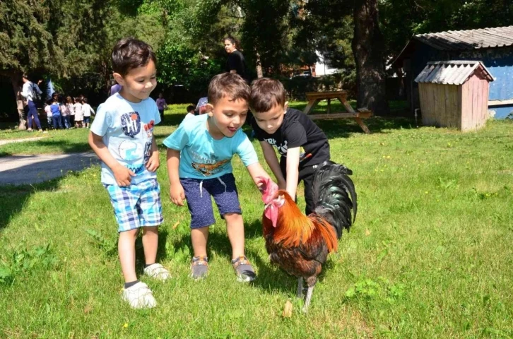 Minik öğrenciler, Denizli horozu ile eğlenceli anlar yaşadı
