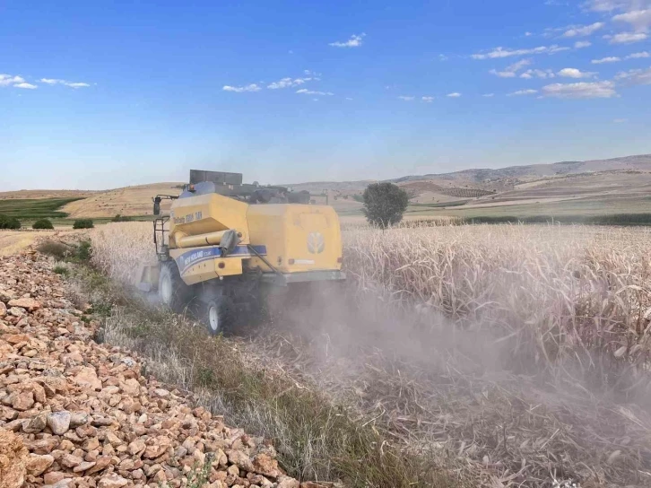 Mısır hasadının başladığı Mardin’de verimin düşük olması çiftçileri üzdü
