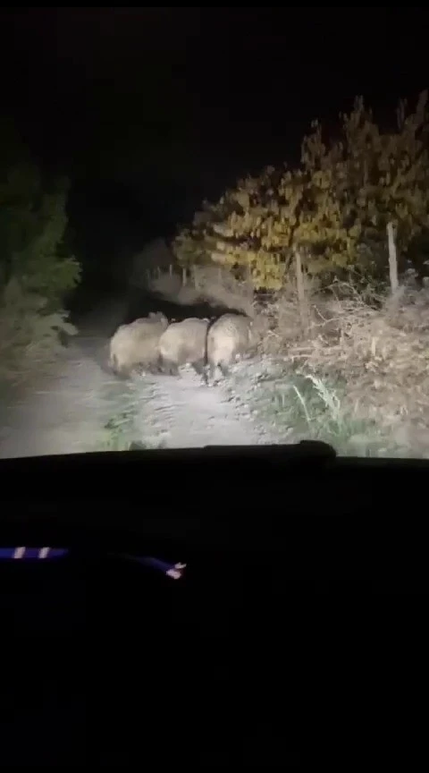 Mısır tarlalarına dadanan domuzlar üreticiyi perişan etti
