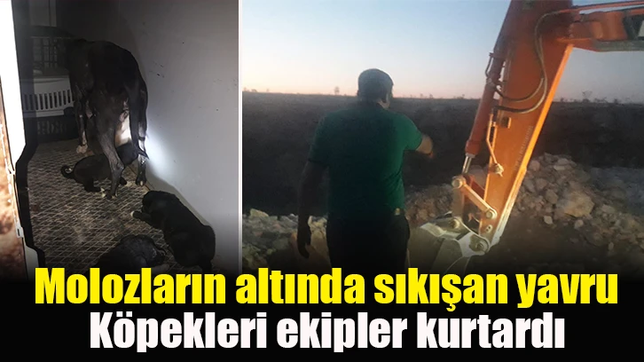 Molozların altında sıkışan yavru köpekleri ekipler kurtardı