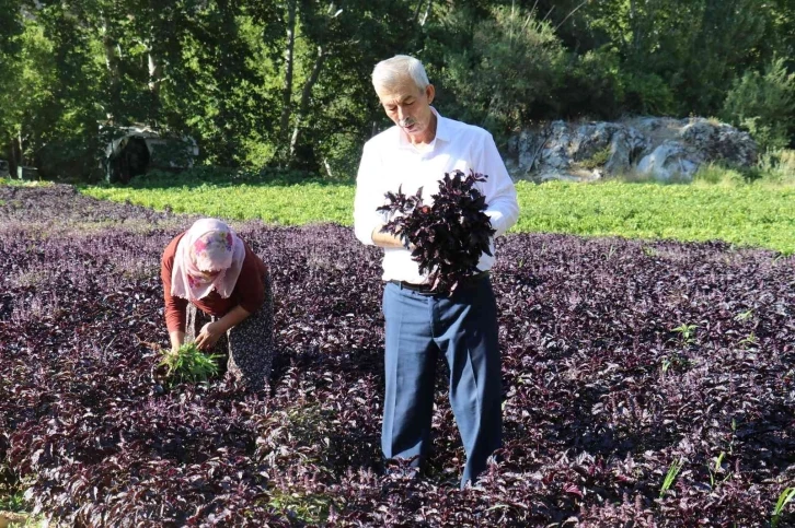 Mor reyhanda hasat zamanı
