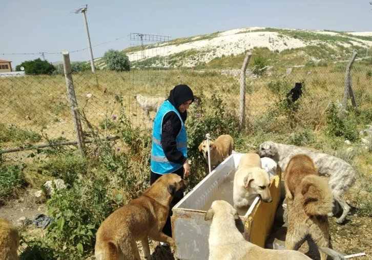 Müftülük personelleri sıcak havada sokak hayvanlarını unutmadı
