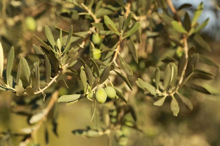 Muğla Büyükşehir Belediyesi’nden zeytin üreticisine destek
