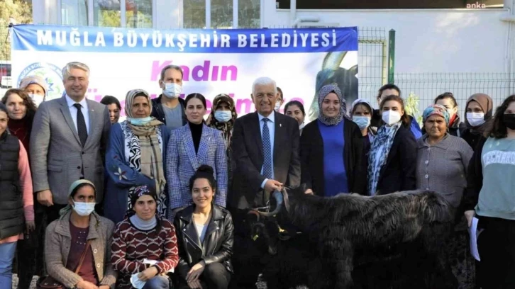 Muğla Büyükşehir Belediyesi Yatağan’da Kıl Keçisi dağıtıyor
